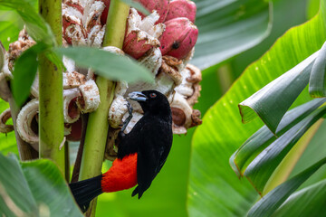 Black and red bird Scarlet-rumped tanager (Ramphocelus passerinii) feeding. La Fortuna, Volcano...