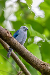 Fototapeta premium Blue-gray tanager (Thraupis episcopus) is a medium-sized South American songbird. La Fortuna, Volcano Arenal, Wildlife and birdwatching in Costa Rica.