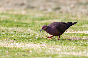 Eared dove (Zenaida auriculata), New World dove bird. Ecoparque Sabana, Cundinamarca department. Wildlife and birdwatching in Colombia. Wildlife and birdwatching in Colombia.