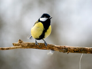 Fototapeta premium Kohlmeise (Parus major)