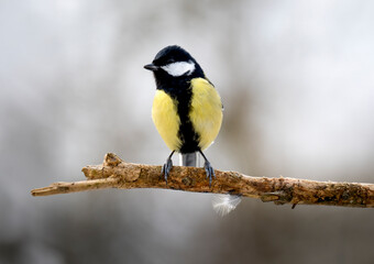 Kohlmeise (Parus major)