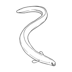 eel line vector illustration