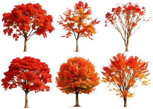S of Vibrant Autumn Trees isolated on white background as transparent. PNG