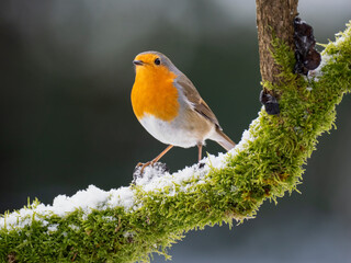 Rotkehlchen (Erithacus rubecula)