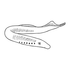 lamprey line vector illustration