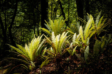 Lowland beech forest with understory of ferns. Nelson Lakes National Park, New Zealand. © Gary