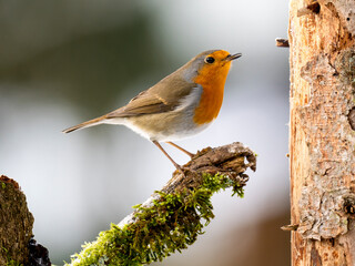 Rotkehlchen (Erithacus rubecula)