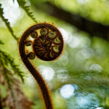 Close up of a new fern frond called a koru just starting to unfurl into a new leaf, Nelson Lakes National Park, New Zealand.