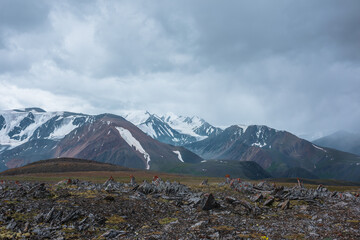 Dramatic alpine view from sharp rocks among mosses and grasses to large mountain range with snow-capped pinnacle in gray cloudy sky. Atmospheric silhouettes of big snowy mountains in rainy weather.
