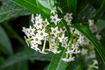 Cestrum nocturnum or Night Blooming Jasmine, the plant wich have scent in the night