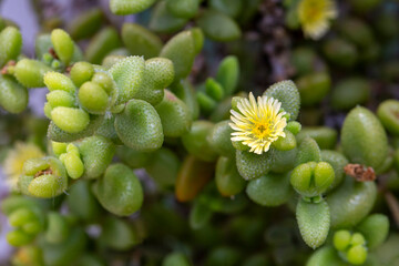Delosperma echinatum is a succulent plant