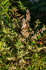 Close up white Abelia flowers in the garden