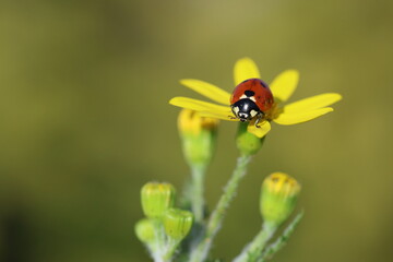 close up of seven spotted ladybug