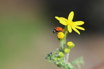 close up of seven spotted ladybug