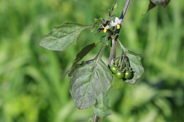 Solanum americanum plant in the nature