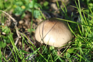 close up view of mushroom in meadow