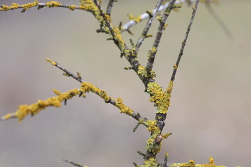 tree branch covered with lichens 