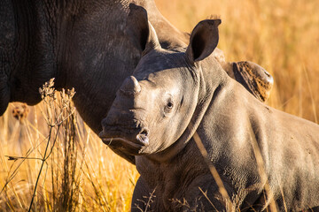 White rhino calf with mother close by