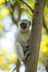 A vervet monkey sitting in a tree