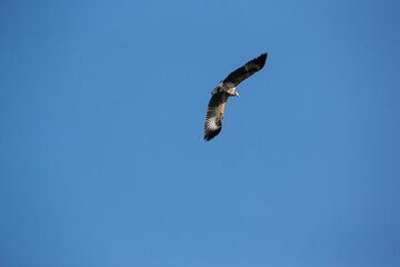 A vulture flying in the sky