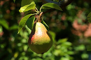 close up of ripening pear on tree branch, summer fruit background