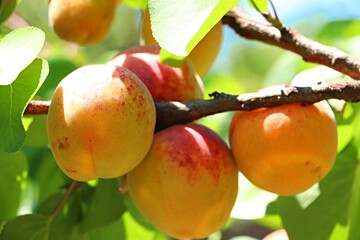 closeup ripen apricot on tree branch, summer fruit  background
