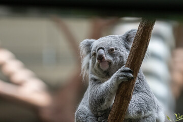 木の上でくつろぐ可愛いコアラ