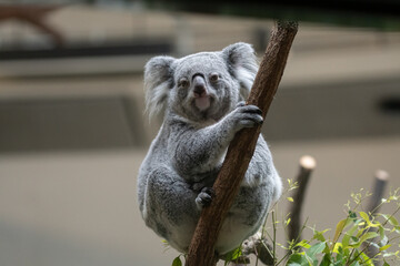 木の上でくつろぐ可愛いコアラ