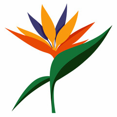 bird of paradise vector