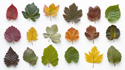 Fototapeta premium Autumn leaves collection, various colors and shapes arranged on white background.