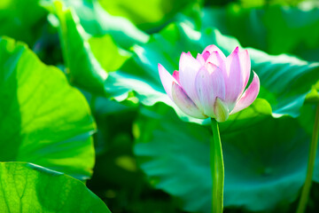 Obraz premium In summer, red lotus flowers are particularly bright against the backdrop of green lotus leaves