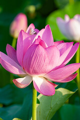 In summer, red lotus flowers are particularly bright against the backdrop of green lotus leaves