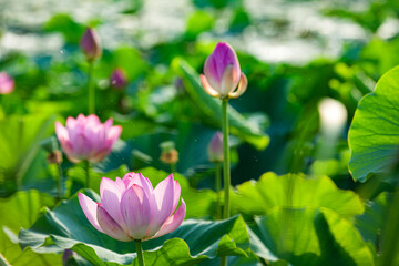Obraz premium In summer, red lotus flowers are particularly bright against the backdrop of green lotus leaves