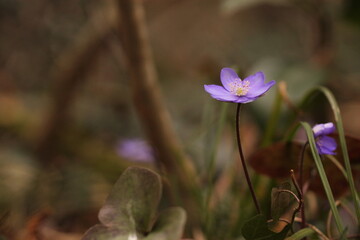 fiori di anemone hepatica nel bosco in primavera