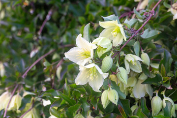 Botany. Clematis cirrhosa is a species of flowering plant in the family Ranunculaceae, native to the Mediterranean.