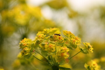 fiori gialli con una formica
