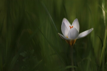 fiori di crocus nell'erba in primavera