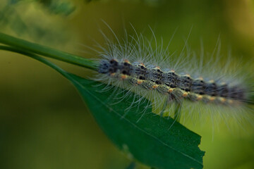 The larvae of the American white moth inhabit wild plants and peaches