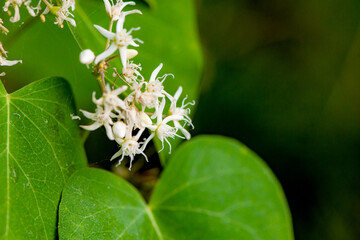 The dense vegetation in the fields of the North China Plain, the colorful wild flowers, and the beautiful concept of nature