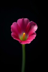 Cyclamen Flower on Black Background

