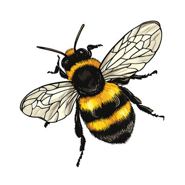 Bumblebee clip art preview