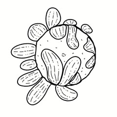 Hand-Drawn Daisy Flower Clipart Set - Line Art and Colored Designs