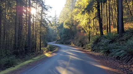 Obraz premium A quiet asphalt road in the middle of a dense forest, illuminated by warm sunlight filtering through the trees.