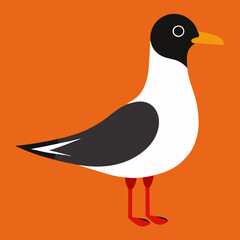 black headed gull illustration