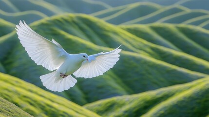 Obraz premium Majestic White Bird in Flight Over Lush Green Landscape