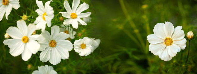 białe onętki, kosmosy, łąka kwietna, cosmos flower, flower meadow, © meegi