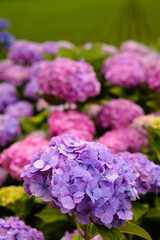 紫陽花の森