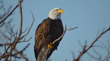 Eagle on the tree branch