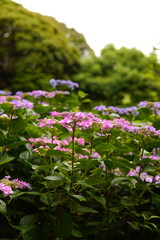 紫陽花の森