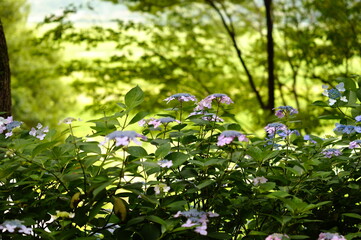 紫陽花の森